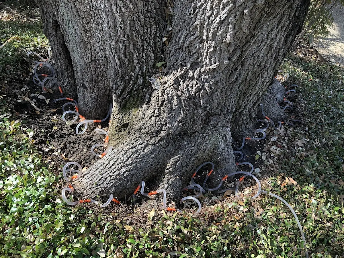 Detailed Tree Cabling and Bracing job site in Laurel Bloomery