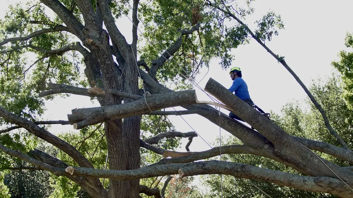 Professional Hazardous Tree Removal performed by certified arborists in Laurel Bloomery